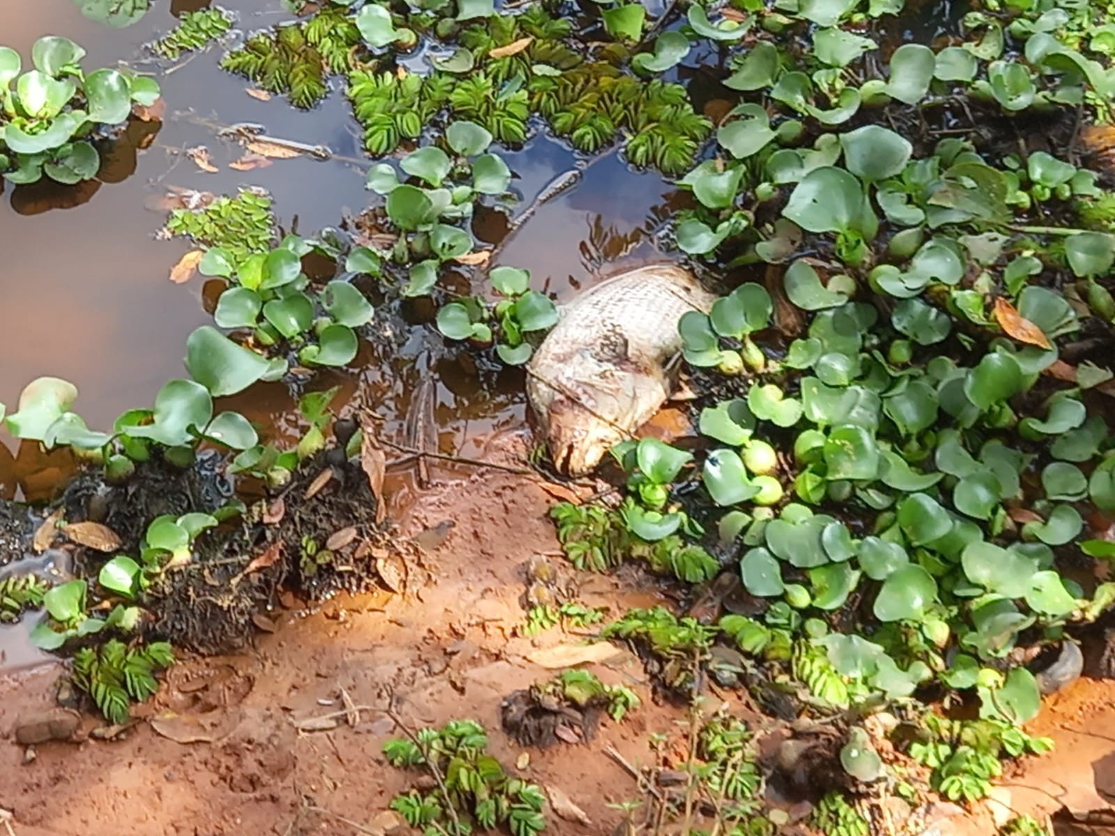 foto Not&iacute;cia Matão